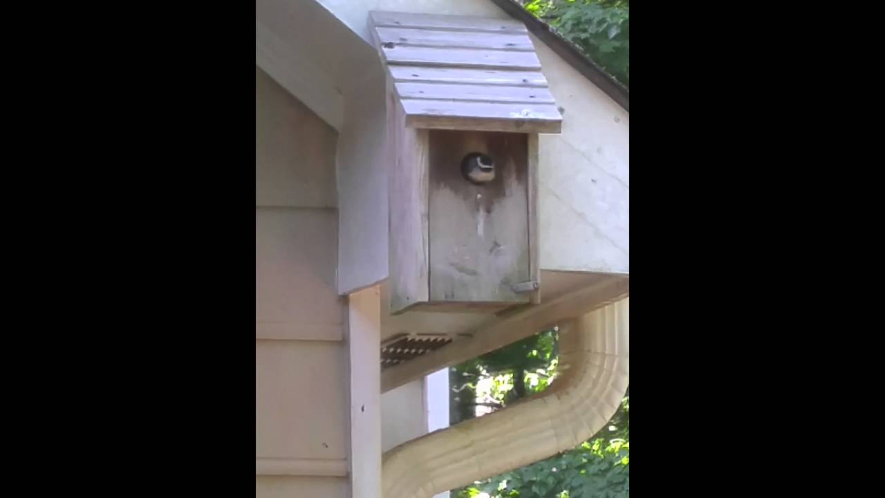 camera iphone 8 plus apk chickadee fledges!