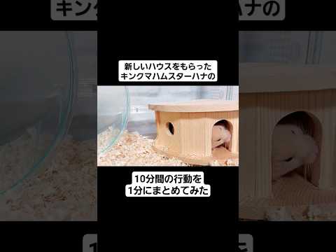 【#shorts】新しいハウスをもらったハナの10分間の行動を1分にまとめてみた！！【キンクマハムスター】