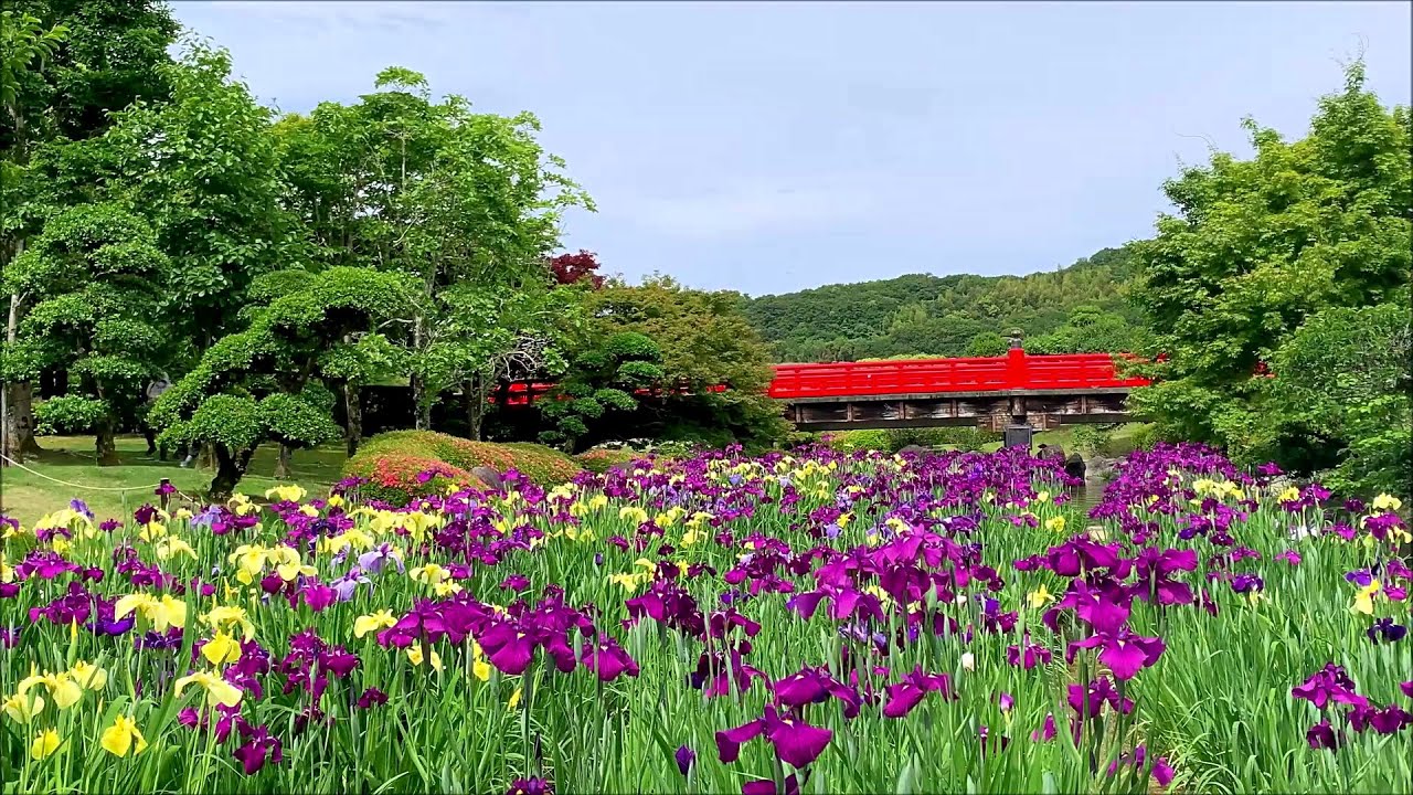2020/05/25　南楽園の花菖蒲　ほぼ見頃です！　～愛媛県宇和島市～
