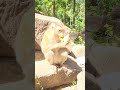 Simple Morning Joys: Feeding Lila Away from Traffic &amp; Sacred Places. #virals #monkey #Amber #Sovana