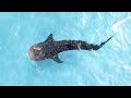 MAFIA ISLAND - Snorkelling with Whale Sharks in Tanzania | 4K Cinematic Travel Video