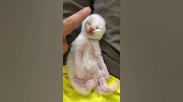 Watch the video about White kitten woke up from nap | cat video | kitten videos#shorts