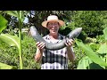 Top Tips from Jerry Coleby Williams on how to grow bountiful food in your backyard