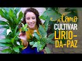 Como cuidar do LÍRIO-DA-PAZ para FLORIR