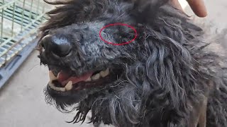 Teddy Dog Was Abandoned And Became Blind In One Eye During The Wandering Process by THE Barber Rescues Stray Dogs 403 views 11 days ago 8 minutes, 14 seconds