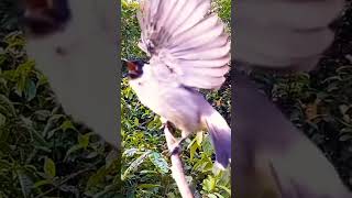 Download Lagu #pikatburungkutilanggacor MP3