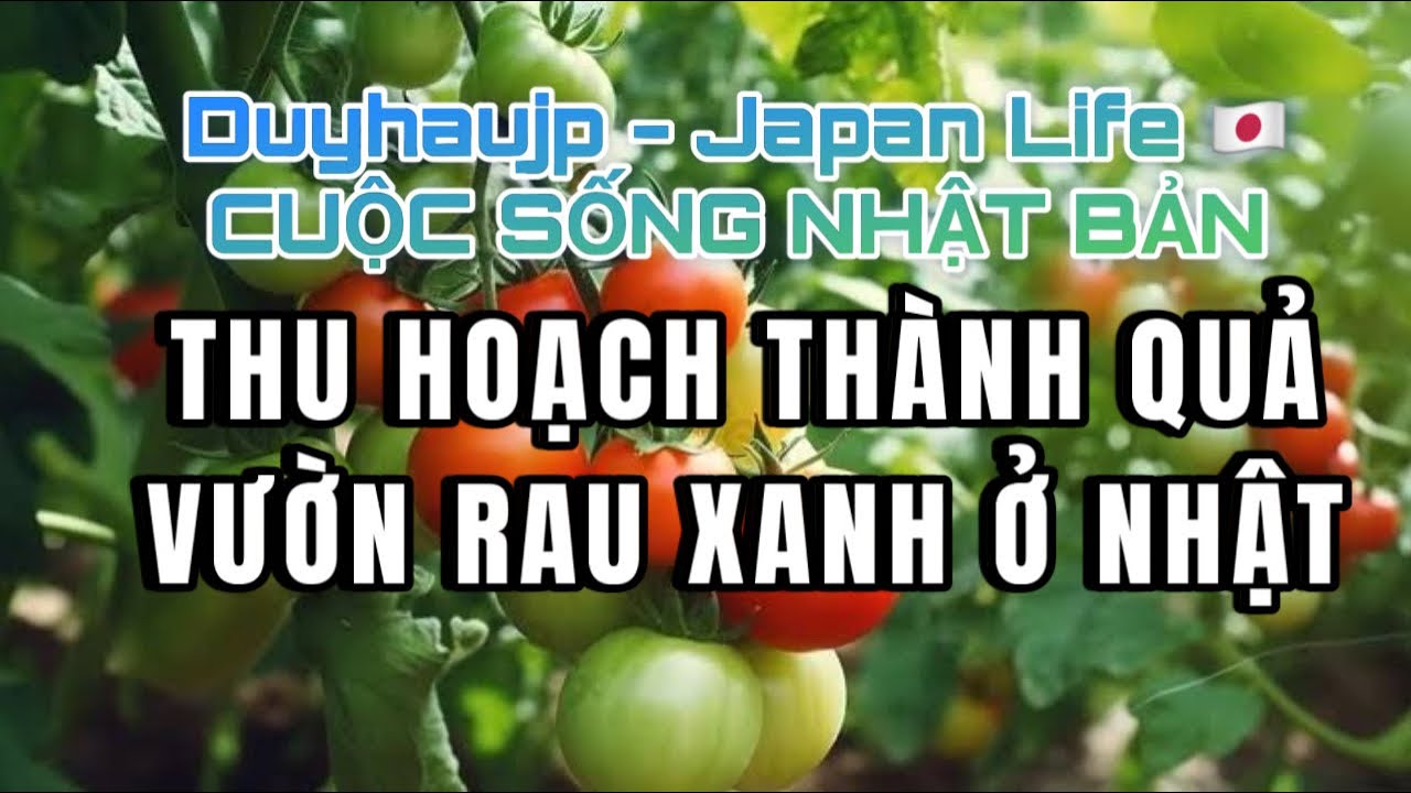 Vlog96: TRỒNG RAU Ở NHẬT - Thành quả chăm sóc vun bón | Duy Hậu JP | Cuộc Sống Nhật Bản