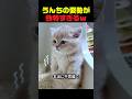 うんちだけは立ってする子猫ｗ #子猫 #猫動画 #面白い猫 #可愛い猫 #猫のいる暮らし