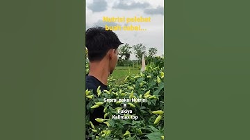 Cara mengatasi bunga cabai rontok