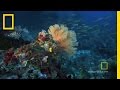 Great Barrier Reef: An Underwater Ecosystem of Life and Diversity
