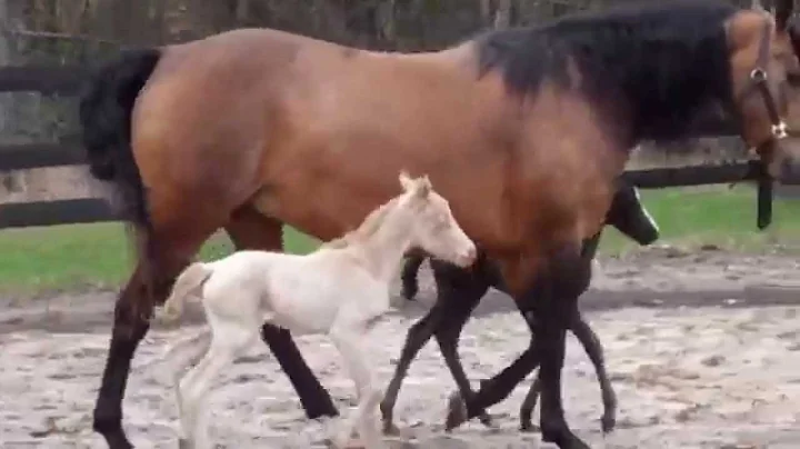 Westport Morgan Twins First Day Outside