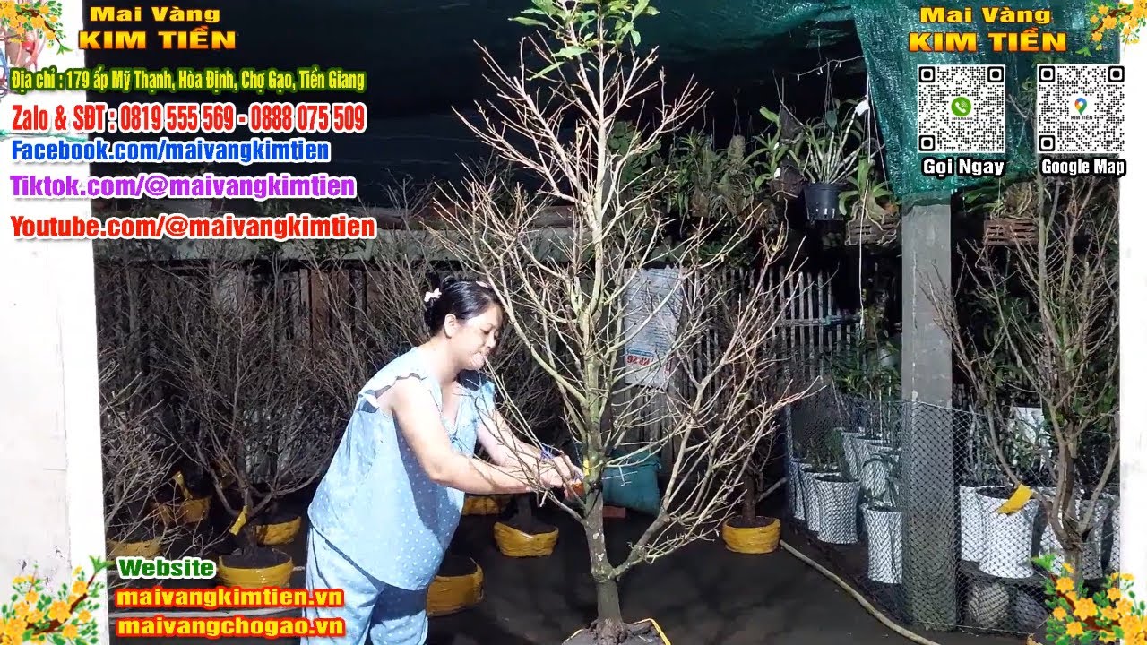 Phôi Mai Thủ Đức Giá Rẻ Bao Ship Bao Sống Toàn Quốc - Mai Vàng Kim Tiền Chợ Gạo