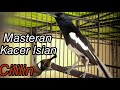 Masteran Kacer Isian Cililin Pedes Untuk Memancing Kacer Agar Emosi Mp3 - Mp4 Download