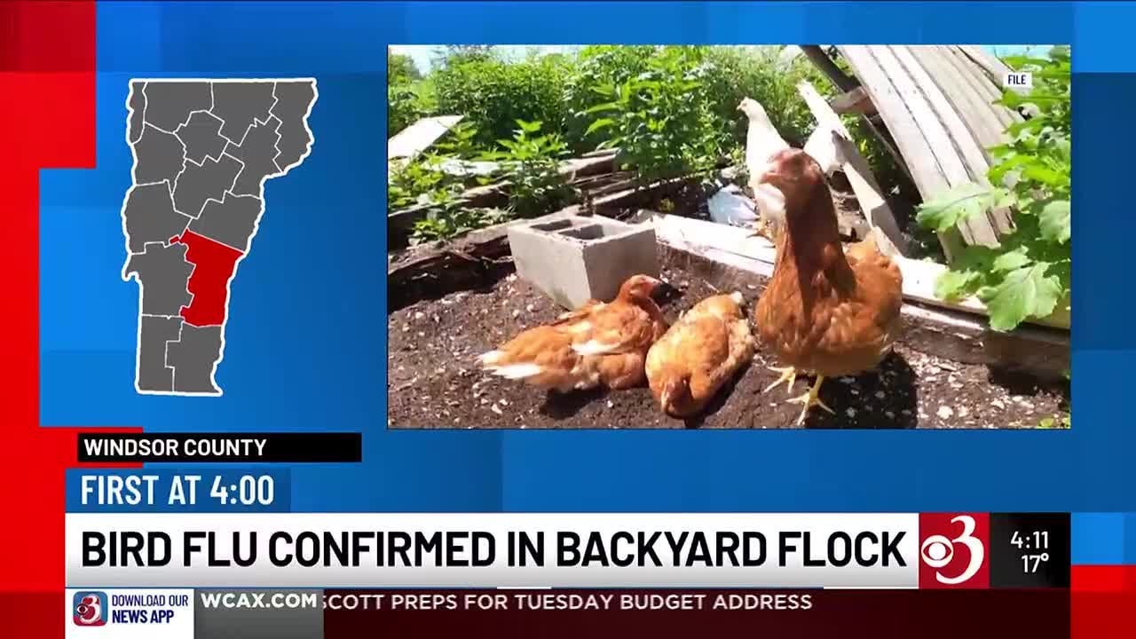 Bird flu reported in Windsor County backyard flock - YouTube