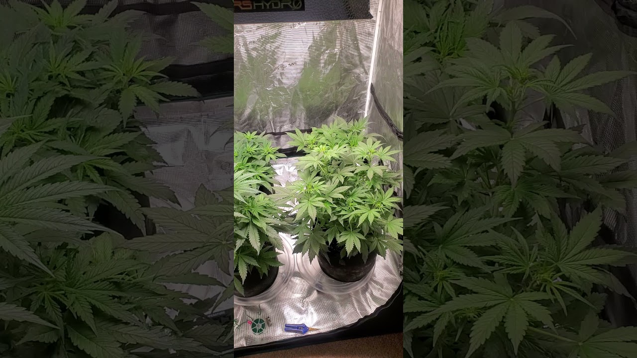 blueberry autoflower week 4