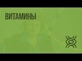 Витамины. Видеоурок по биологии 8 класс