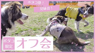 #ボーダーコリー だらけのオフ会Border Collie MEET UP 2024に行ってきました | Border Collieonly meeting held in Japan