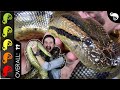 Green Anaconda, The Best Pet Snake?