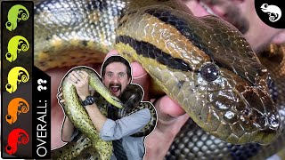 Green Anaconda, The Best Pet Snake?