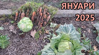 :      2025 - Tony's permaculture garden