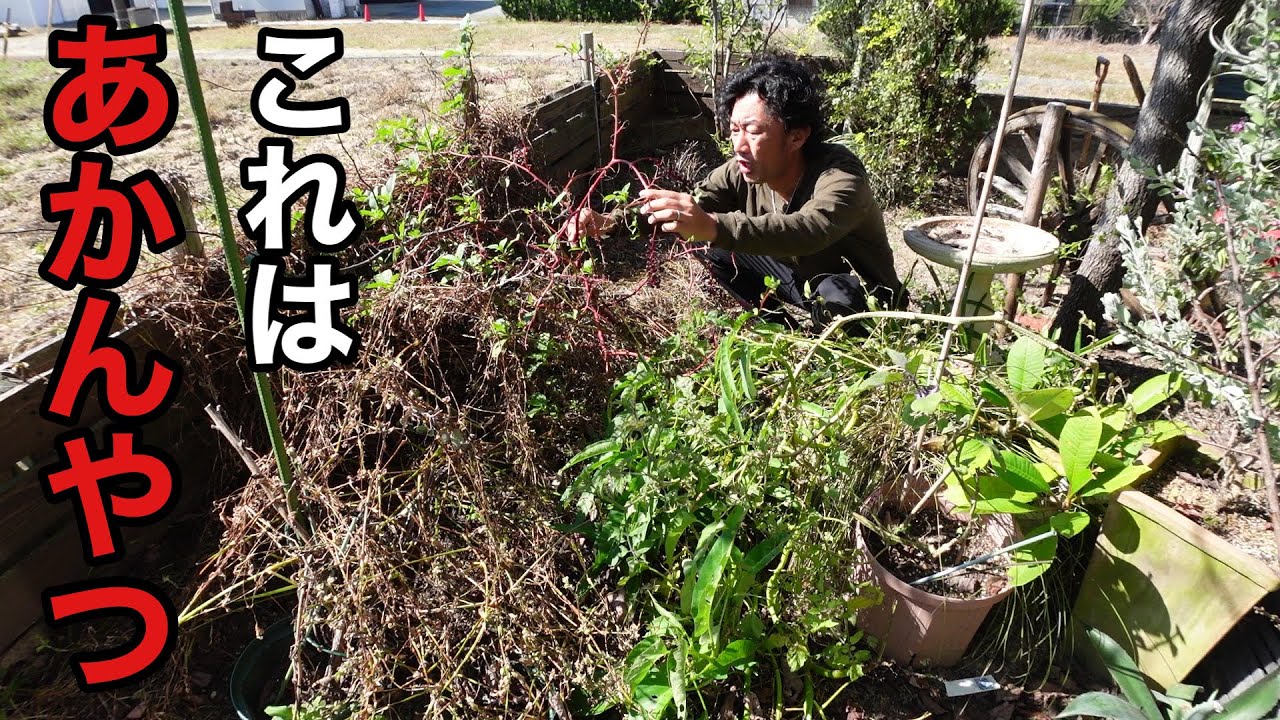 【なぜここに】汚庭にトラウマな植物が生えていた。。。　【園芸超人カーメン君】