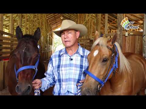 Video: ¿Cuánto cuesta un establo de caballos de 4 puestos?