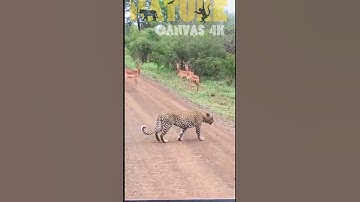 Leopard Hunt in Action: Impalas Freeze in Absolute Panic