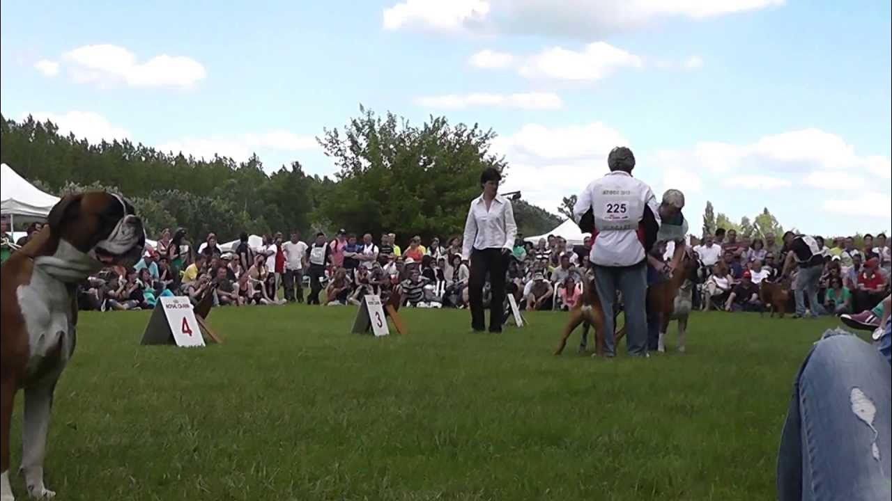 Atibox World Boxer Dog Show 2013 Hungary Young (1218) Fawn Males