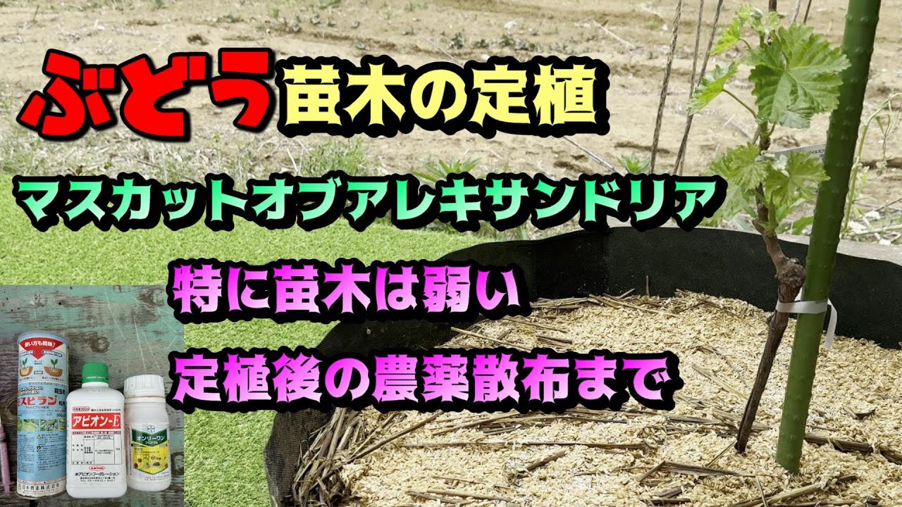 2200円激安接木苗は無事か？ぶどう苗木定植。マスカットオブアレキサンドリアで解説。ブドウ防除農薬散布も。肥料も。家庭菜園葡萄栽培です(*'ω'*)