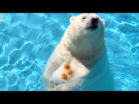 Le Zoo De La Palmyre En Plein Coeur De Lété