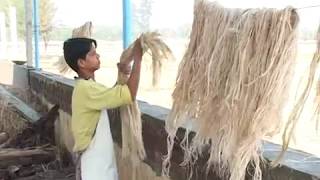 Banana Pseudostem Processing by Navsari Agricultural University Part 1