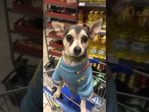 Супер вкусняшки#shorts #dog