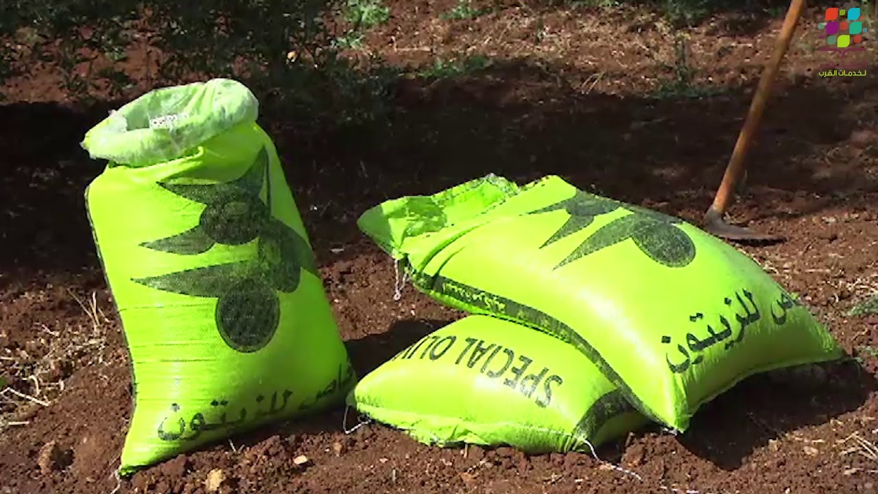 زراعة الزيتون