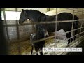 The Birth of New Baby Mule (Royal Carriages)