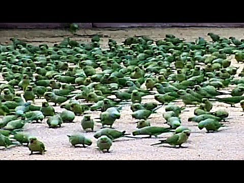 3000 попугаев дома