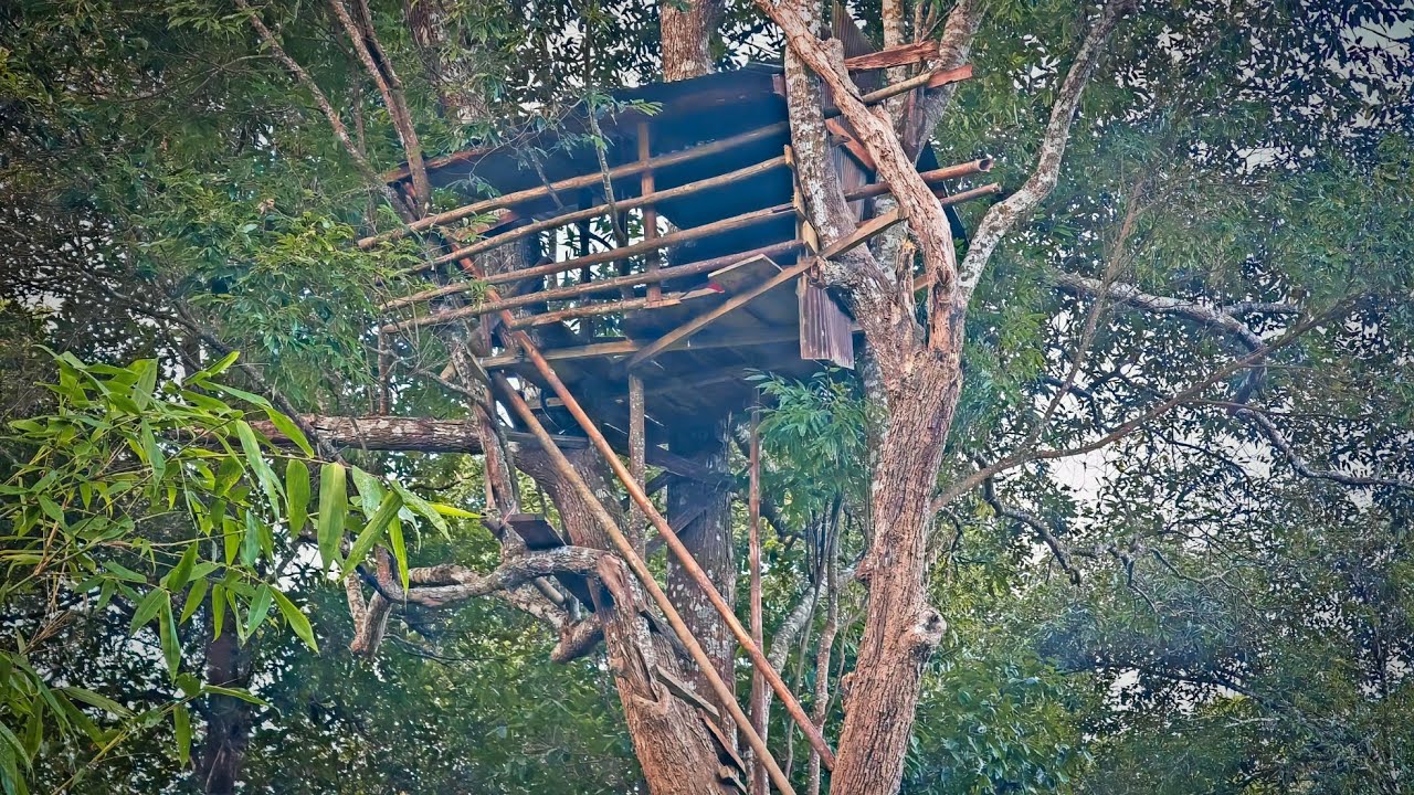 นอนห้างเฝ้าเสือสูง10กว่าเมตร ต้องรีบขึ้นก่อนพระอาทิตย์ตก และห้ามลงก่อนสว่าง [วรวิช]