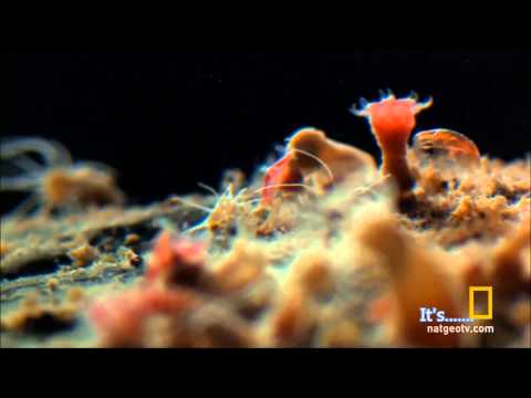 Video: Unterschied Zwischen Cnidaria Und Porifera