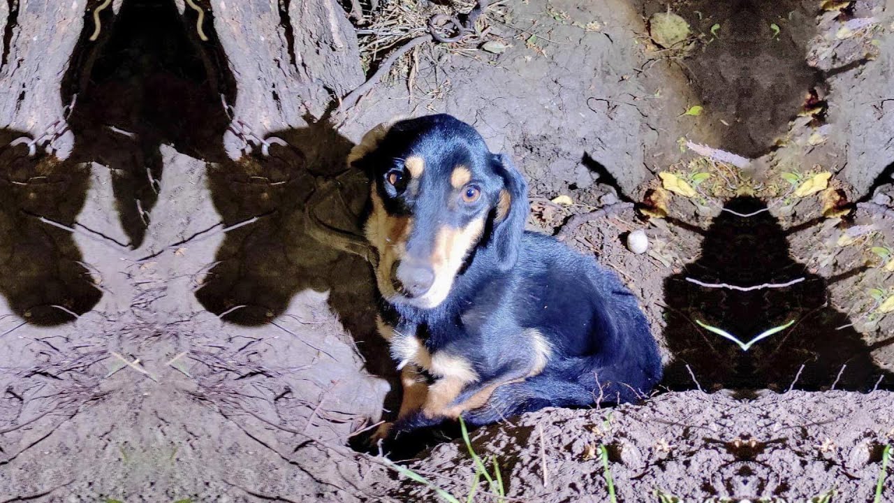 Он неделю лежал, свернувшись в глубине сада, без еды и воды, молча ожидая конца!