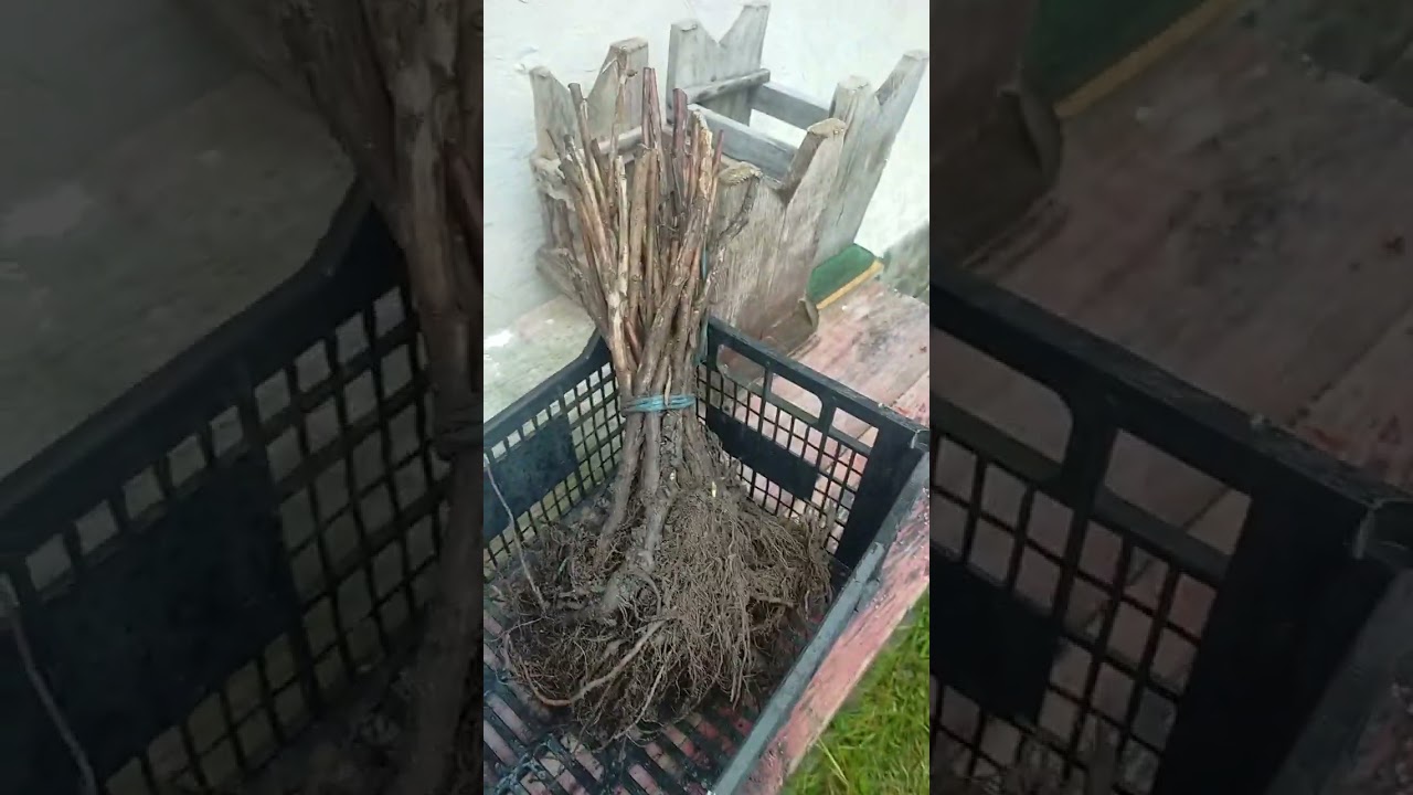 Am plantat zmeură, soiul Mapema