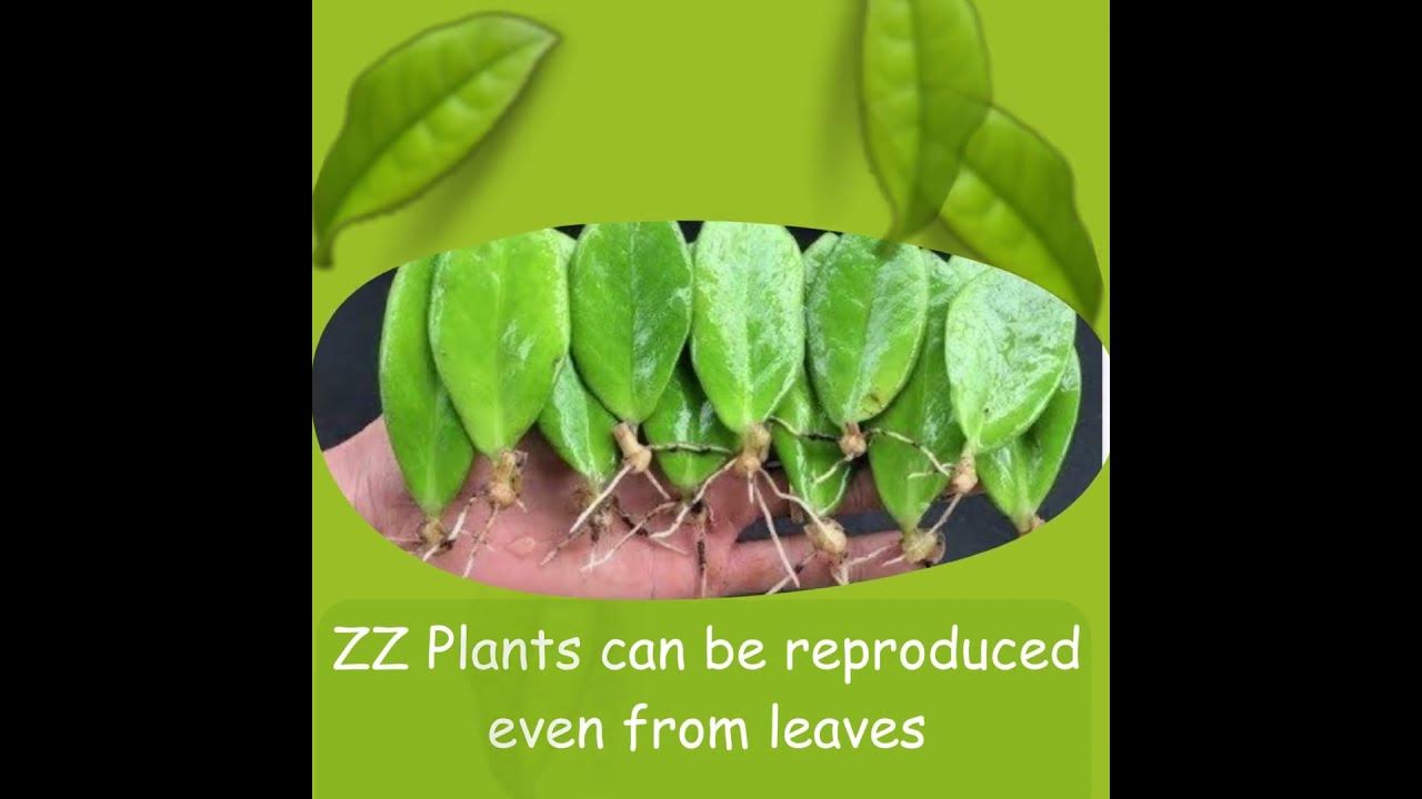 Five rare facts about ZZ plant YouTube