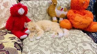 Sleepy Hug: Yellow Cinderella Cat Rests on Red Teddy Bear's Leg