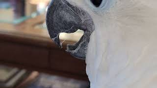 Onni Cockatoo Plays With A Spitball