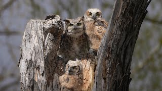 Great-horned owls and their devotion to their owlets.