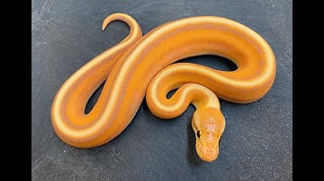 Yes.  This Ball Python is real, and he