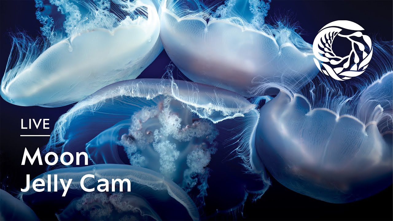 Live Moon Jelly Cam | Monterey Bay Aquarium