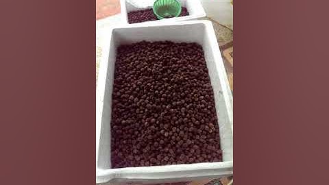 SỈ QUẢ SIM RỪNG SỐ LƯỢNG LỚN TẠI MIỀN BẮC 0942926116