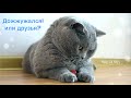 Жук попался в лапы кота. Реакция кота / British cat catches beetle