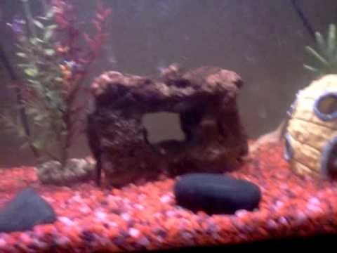 watershed Largemouth Bass Vs. Feeder fish