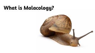 What is Malacology