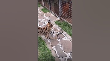 10 điển cho tốc độ của mèo hoang